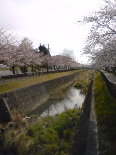 扇川の桜