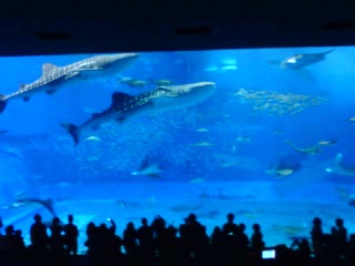 美ら海水族館は飽きない