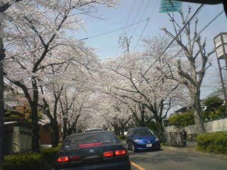 桜キレイ