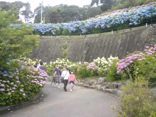 形原温泉 あじさい祭