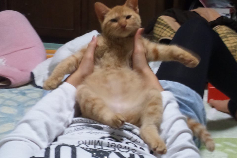 オヤジみたい