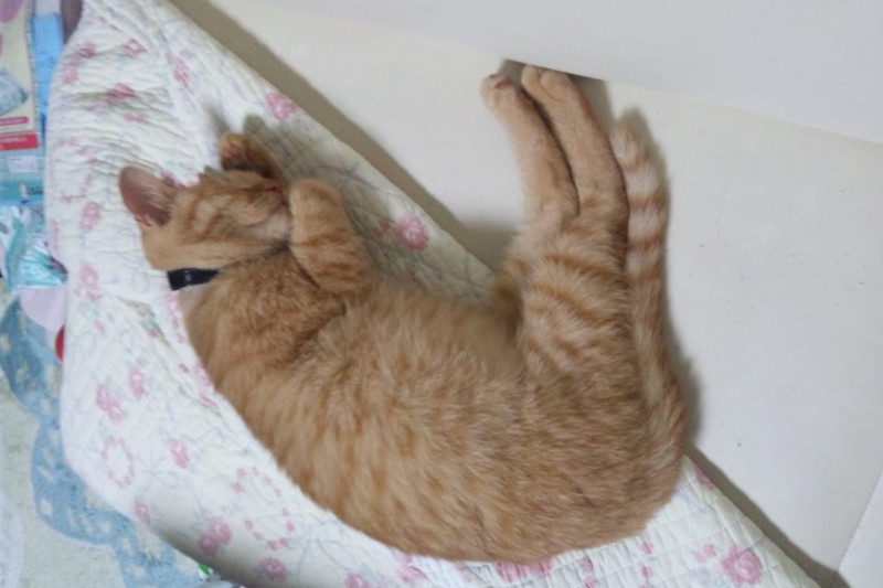 オヤジみたい
