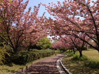 桜の園