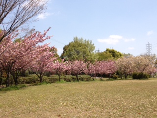 桜の園