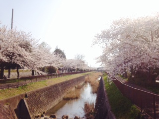 桜が綺麗ですね。