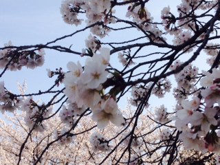 桜が綺麗ですね。