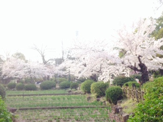 桜が綺麗ですね。